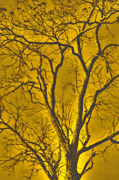 山上的落叶图片下载