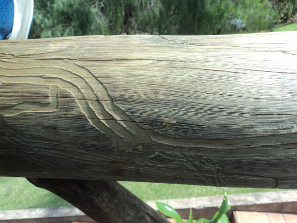 树干上有白蚁图片下载