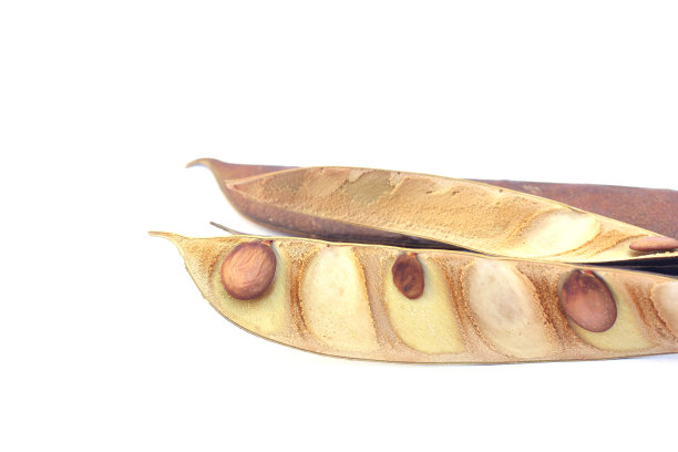 旧的种子图片下载