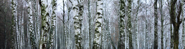 冬天的桦树林图片下载