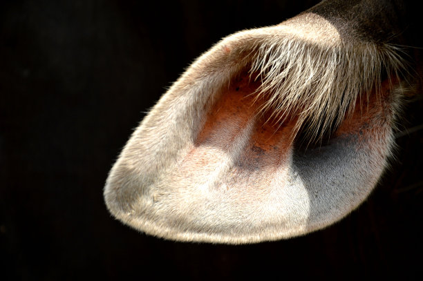 牛的耳朵图片下载