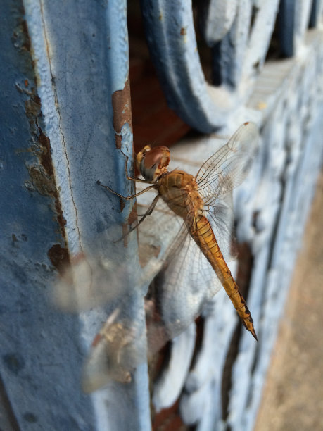 蜻蜓图片下载