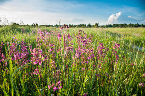这些花图片下载