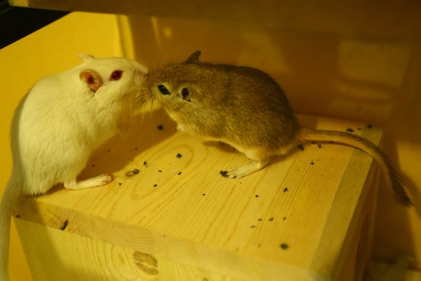 栖息的老鼠图片下载