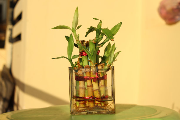 竹类小植物图片下载