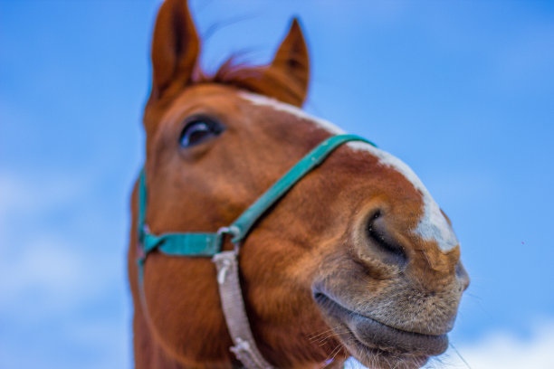 马在天上飞图片下载