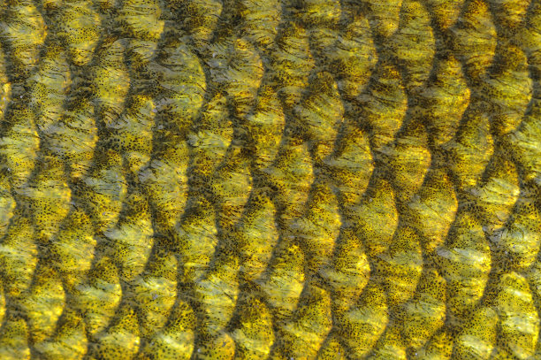 真正的田鱼鳞片宏图片下载