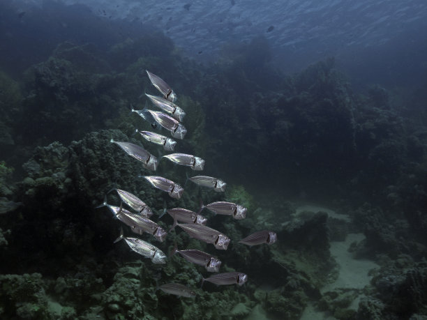 印度马鲛鱼图片下载