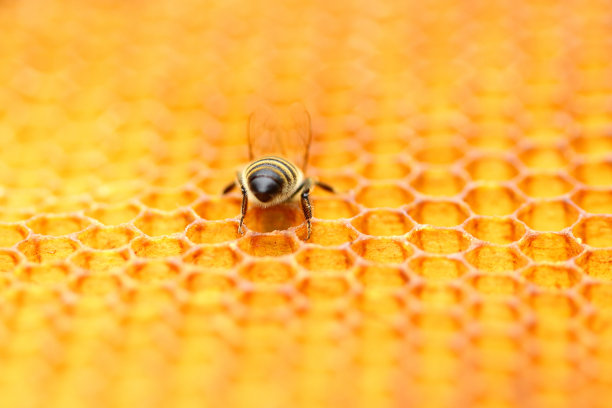 蜜蜂的工人图片下载