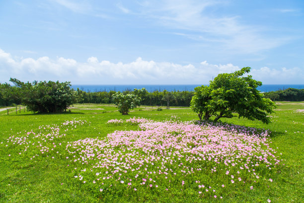 月见草的花图片下载