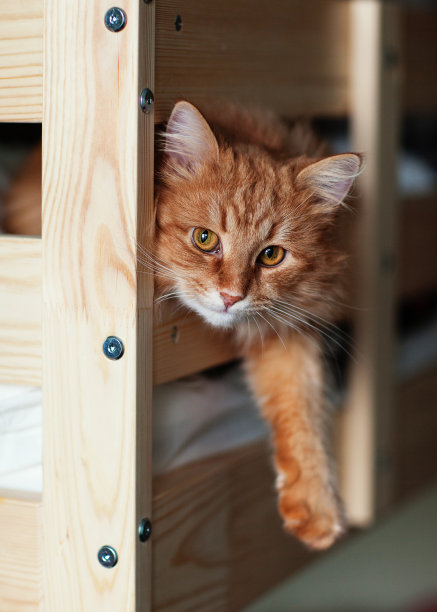 红猫躺在床上图片下载