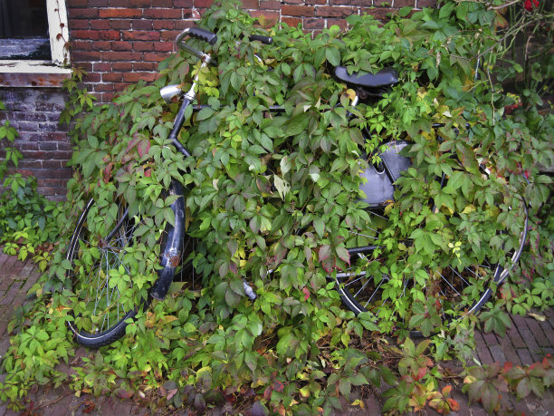 自行车被植物隐藏图片下载