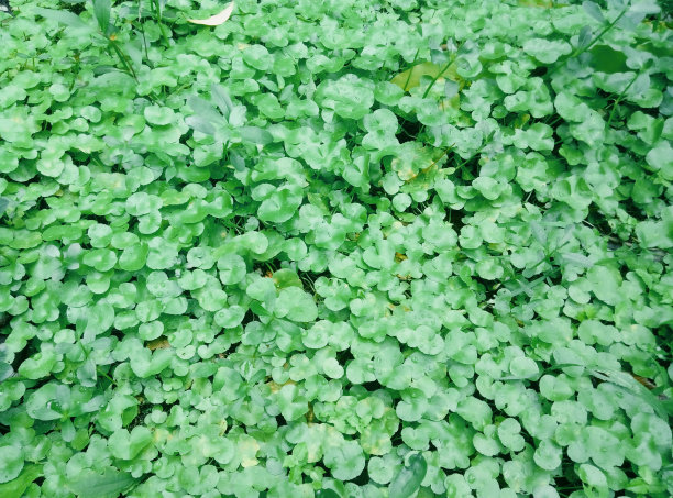 三叶草图片下载