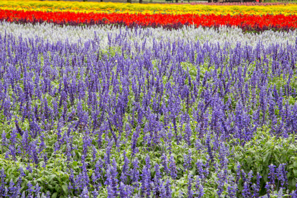 薰衣草图片下载