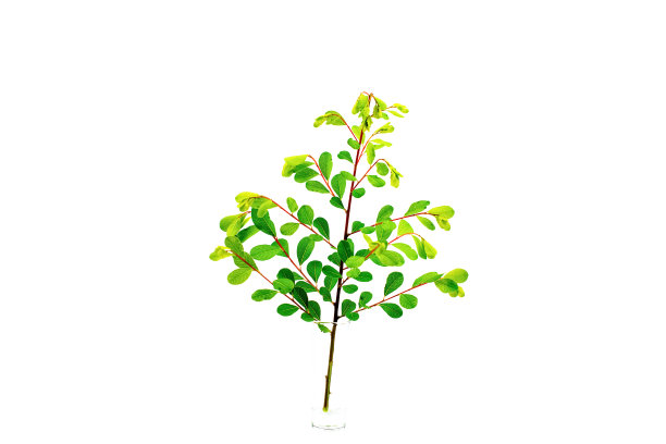 绿叶孤立在白色背景上图片下载