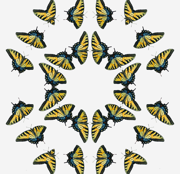 蝴蝶插画素材ID：131513020