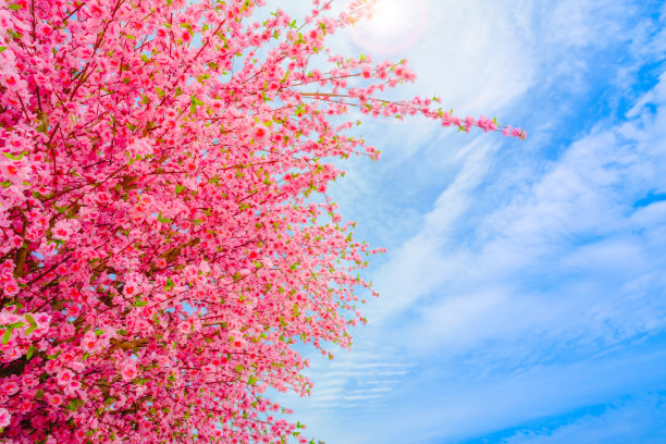 樱花在蓝色的天空背景。图片下载
