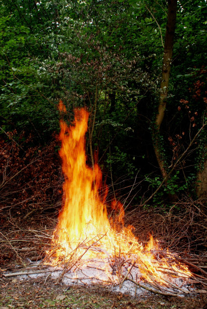 营火在森林图片下载