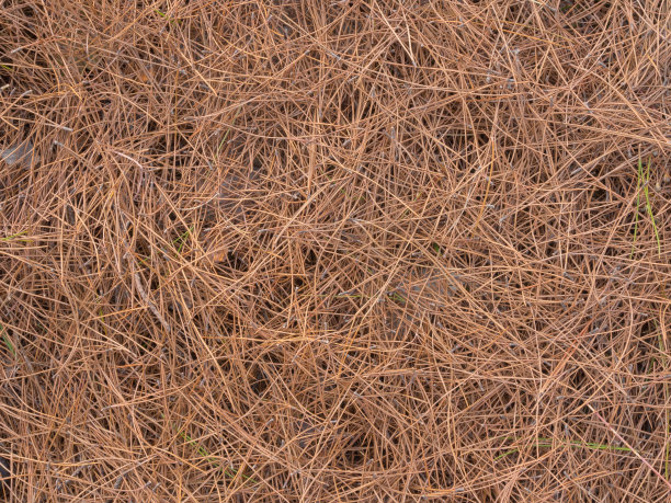 堕落的松针图片下载