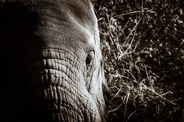大象的眼睛图片下载