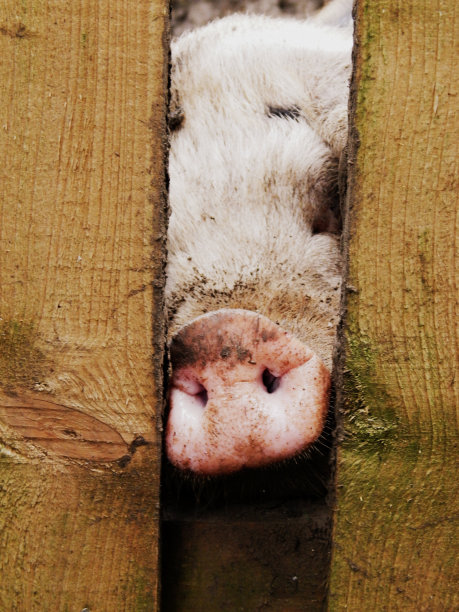 猪鼻子图片下载