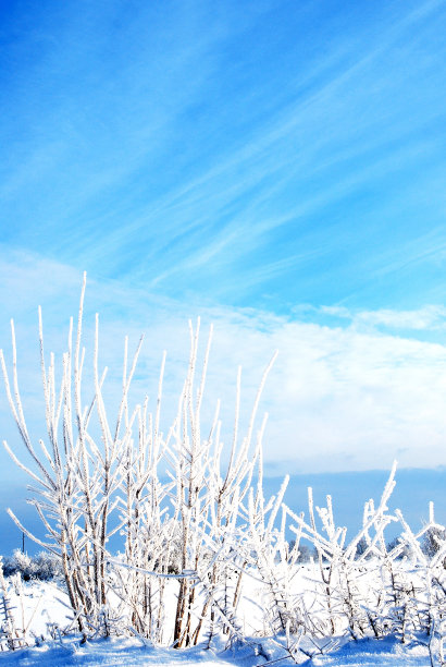 白色的灌木丛图片下载