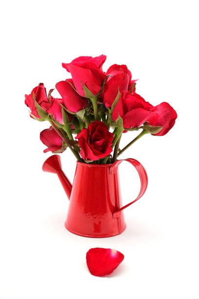 美丽的红玫瑰与红色喷壶在白色的背景图片下载