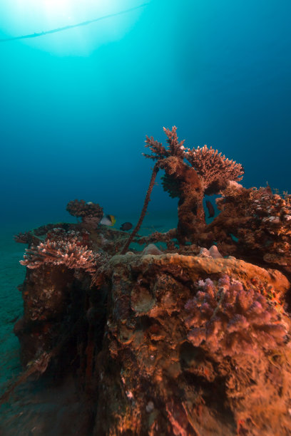 红海的热带水域。图片下载