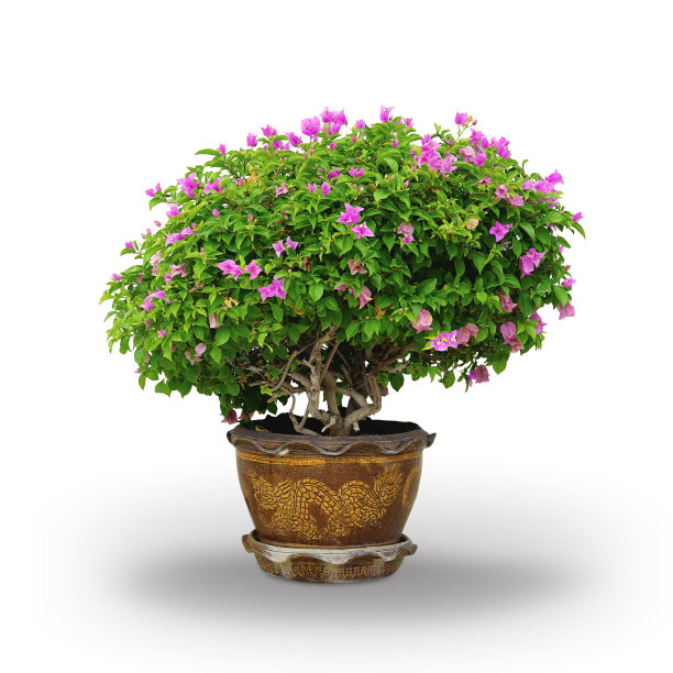 粉红九重葛树修剪，产于泰国图片下载