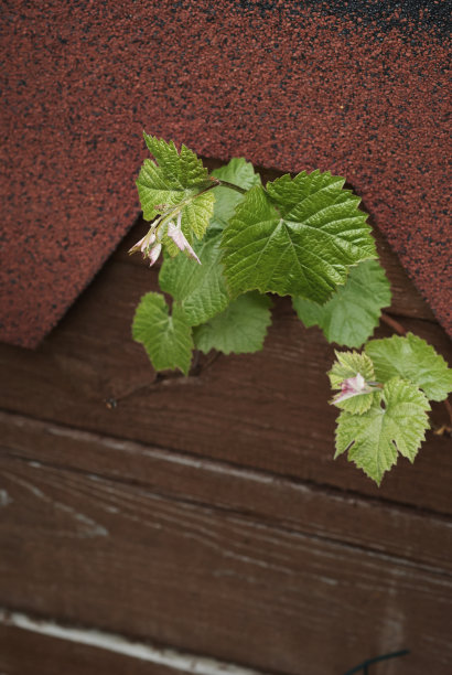 葡萄枝靠近一面墙图片下载