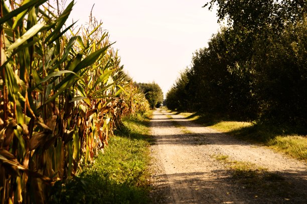 球场旁边的小路图片下载