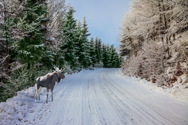 壮丽的驼鹿在路上散步图片下载