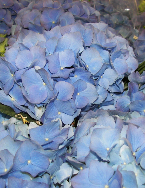 蓝色的绣球花图片下载