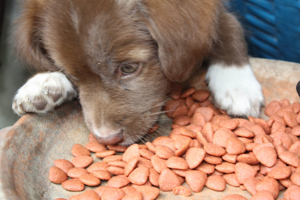 吃食物的小狗图片下载