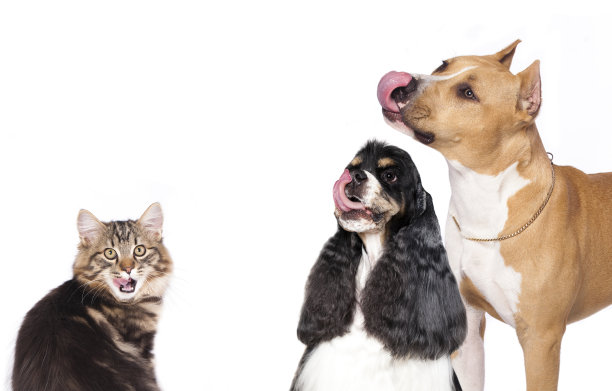 猫和狗图片下载