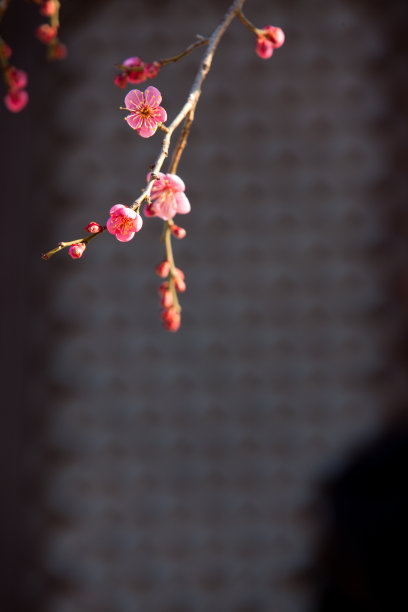 梅花素材图片