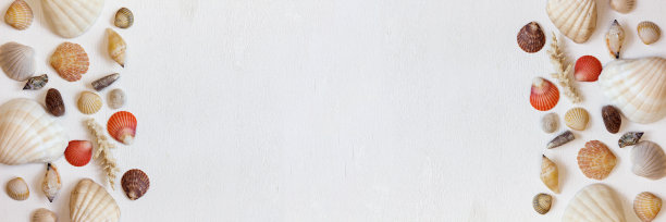 白色背景上有贝壳和珊瑚的横幅。图片下载
