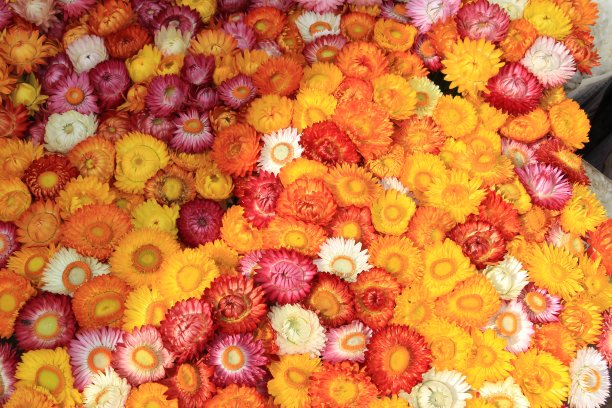 丰富多彩的Strawflowers图片下载