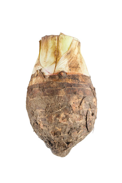 生芋头孤立在白色背景图片下载