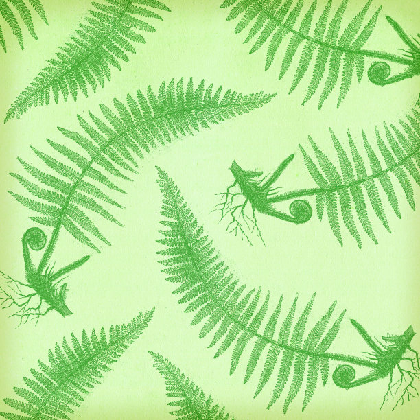 蕨类植物的背景图片下载