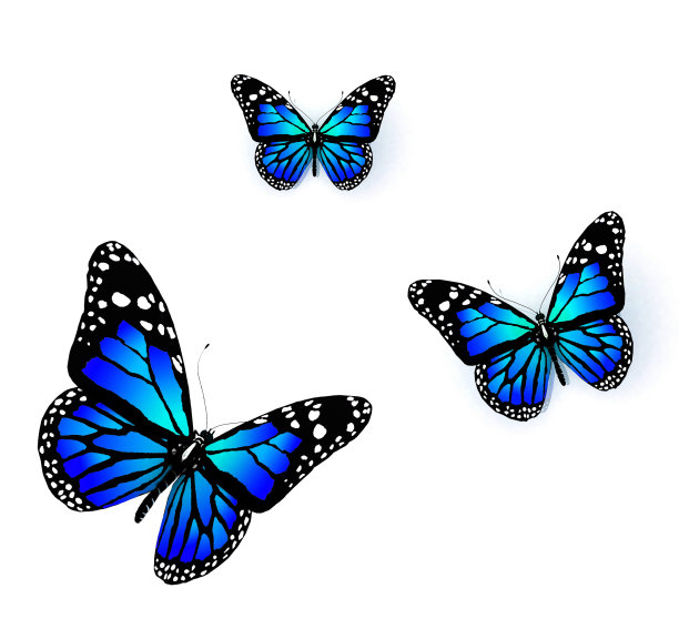 白底上三只蓝色的蝴蝶图片下载