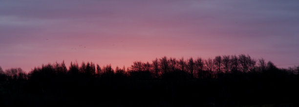 日出和树木图片下载