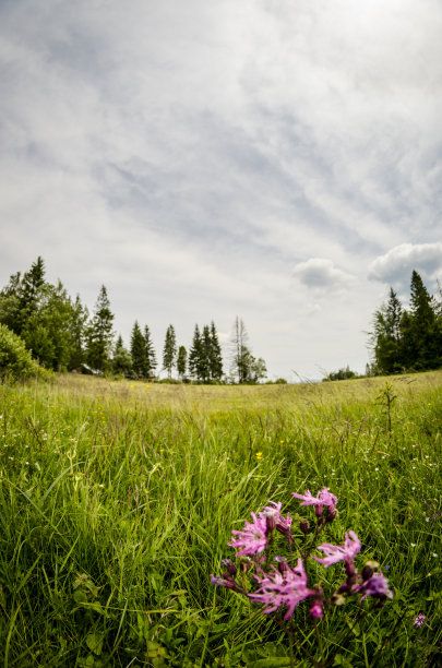 草地在山图片下载