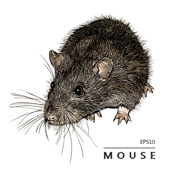 老鼠,老鼠。孤立的形象。图片下载