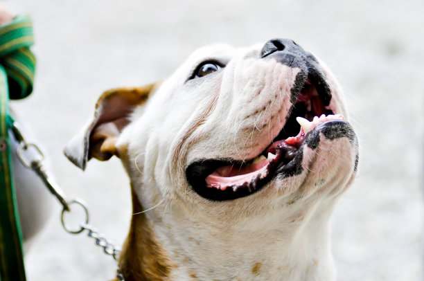 斗牛犬图片下载