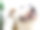 斗牛犬图片下载
