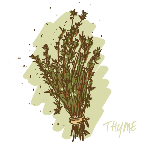 百里香草药图片下载