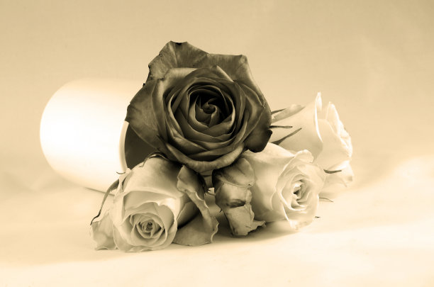 玫瑰花束图片下载