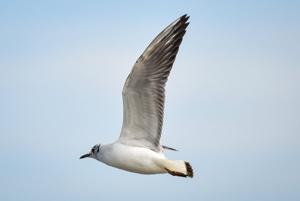 海鸥在飞图片下载