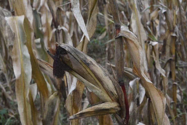 玉米作物被干旱破坏图片下载